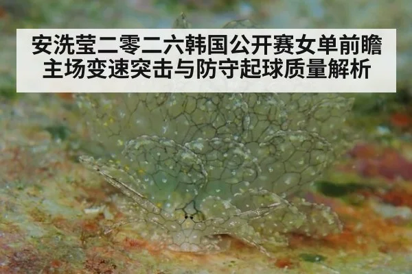 安洗莹二零二六韩国公开赛女单前瞻 主场变速突击与防守起球质量解析